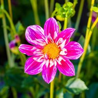 প্রোফাইল ছবি