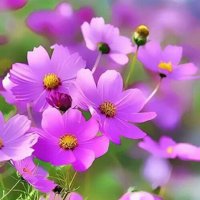 প্রোফাইল ছবি