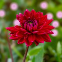 প্রোফাইল ছবি